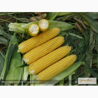 Продам: Семена кукурузы. Пионер, Монсанто, Сингента, Лимагрейн