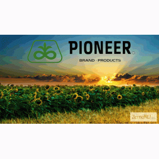 Гибриды кукурузы ПИОНЕР (PIONEER)