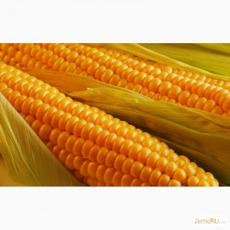 Kws - гибриды кукурузы