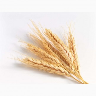 Пшеница 4 класс 300 тонн (Алтайский край)