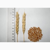 Пшеница яровая Радуга - семена