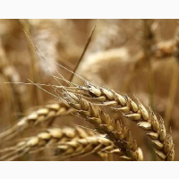 Семена озимой пшеницы сорт Зерноградка11, Изиминка, Аксинья, Агат Донской, Капитан