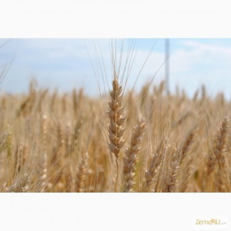 Семена озимой пшеницы Краснодарская 99, Курс, Стан