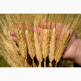 Пшеница яровая Прохоровка - семена