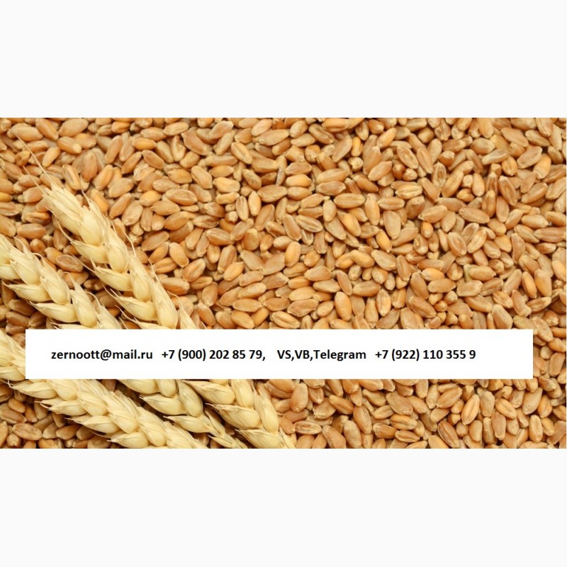 Фото 2. Пшеница 3, 4, 5 класс, ячмень, кукуруза Экспорт из РФ