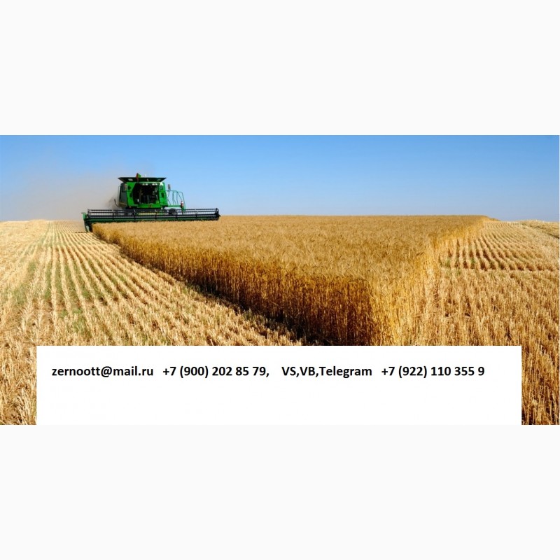 Фото 4. Пшеница 3, 4, 5 класс, ячмень, кукуруза Экспорт из РФ