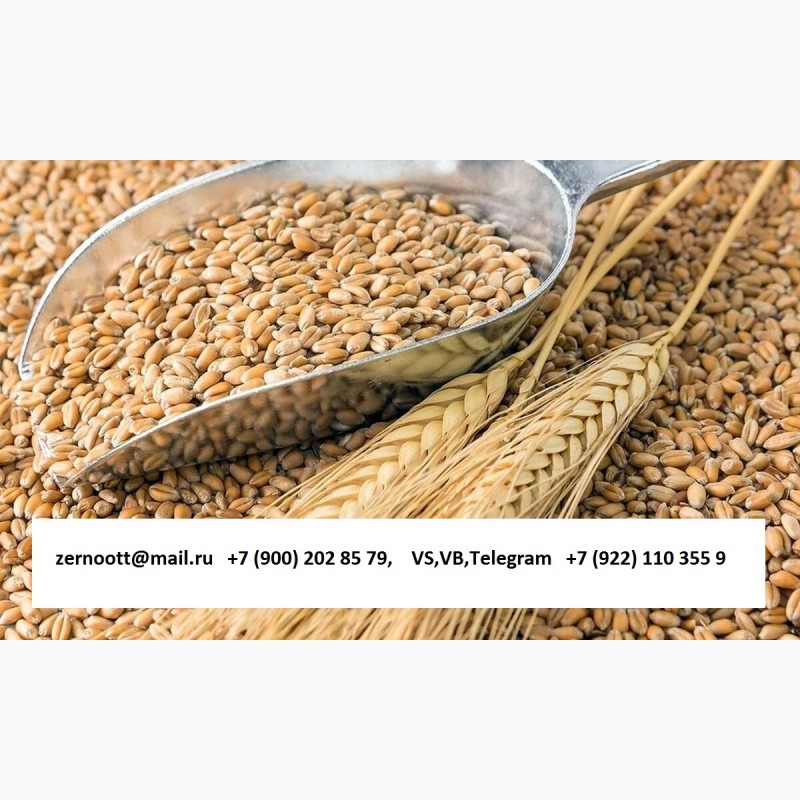 Фото 5. Пшеница 3, 4, 5 класс, ячмень, кукуруза Экспорт из РФ