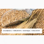 Пшеница 3, 4, 5 класс, ячмень, кукуруза Экспорт из РФ