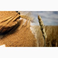 Пшеница яровая Приокская - семена