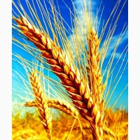 Закупаем пшеницу, кукурузу