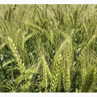 Семена озимой мягкой пшеницы Мироновская-808