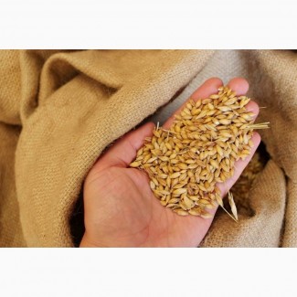 Пшеница яровая Омская 36 - семена