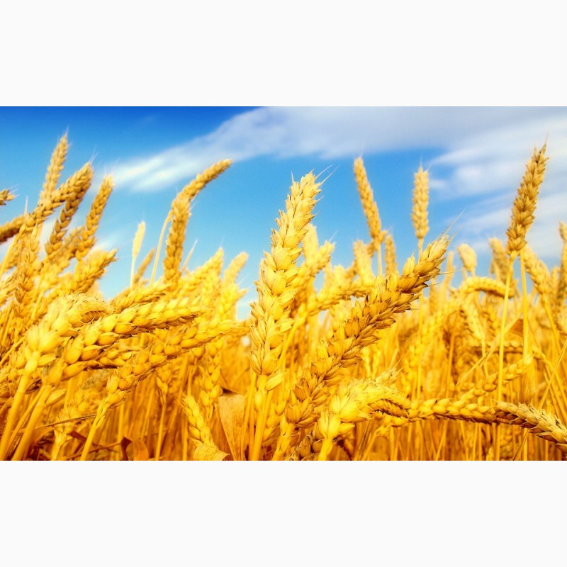 Фото 3. Купим пшеницу, сою, кукурузу и ячмень