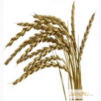 Купим пшеницу продовольственную