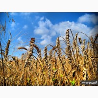 Пшеница яровая Маргарита - семена