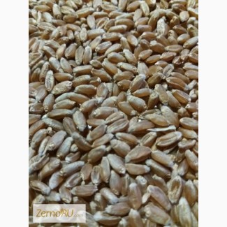Продам семена пшеницы. Элитный сорт Омаха! (Крым)