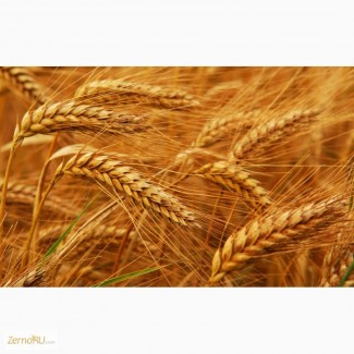 Оптовая продажа пшеницы 3 класса с клейковиной от 23 до 25%