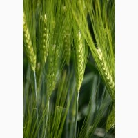 Пшеница яровая Любава - семена