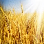 Реализация пшеницы 3 класса