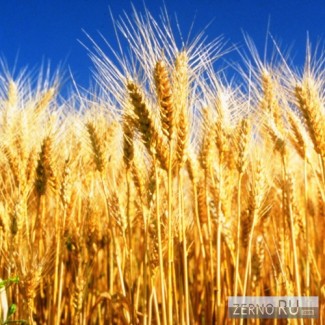 Семена озимой пшеницы 20 сортов урожай 2014