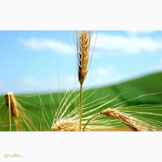 Оптовая продажа Пшеница 3 класса твёрдых сортов