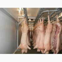 Мясо свинины - экспортные поставки