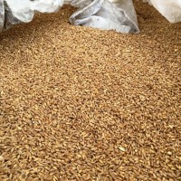 Фуражное зерно (от 20 тонн)