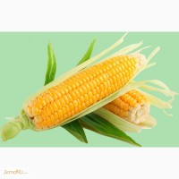 Семена гибридов кукурузы П7709, П8400, ПР37Н01, ПР39Д81, ПР39Ф58, ПР39Х32
