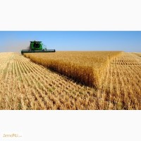 Оптовая продажа Пшеница 5 класса мягких сортов с клейковиной 16%