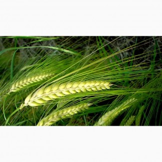 Пшеница яровая Красноуфимская 100 - семена