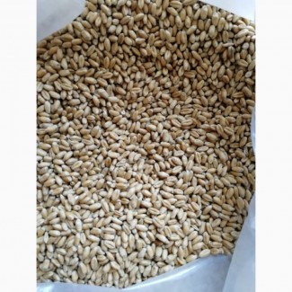 Пшеница для проращивания весовая