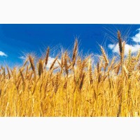 Пшеница яровая Кинельская 61 - семена