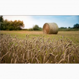 Продаем семена озимой пшеницы мягкой (элита, репродукция)