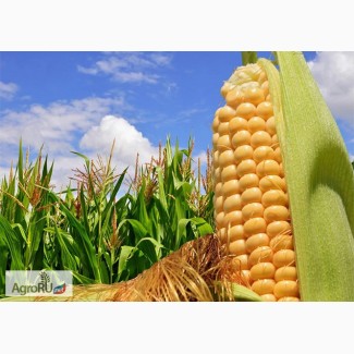 Гибриды семена кукурузы ПР39Д81 (Пионер, Pioneer) ФАО260
