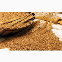 Пшеница яровая сорт Ирень - семена