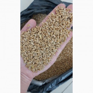 Пшеница из Казахстана