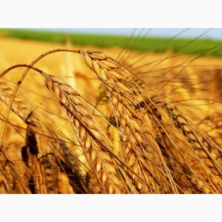 Семена пшеницы, сорт Дарья, супер-элита