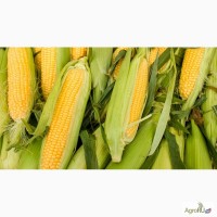 Гибриды семена кукурузы П8400 (Пионер, Pioneer)