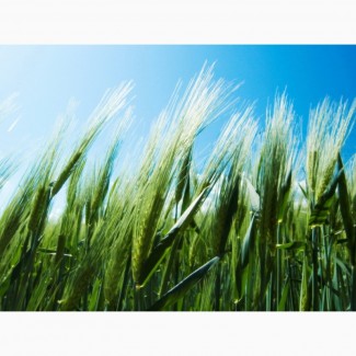 Пшеница яровая Злата - семена