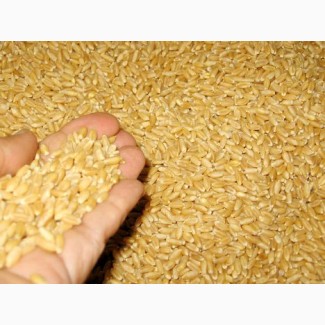 Экспорт пшеницы, ячмень фуражный, Иран, Ирак, Афганистан, Африка, Судан, Израиль
