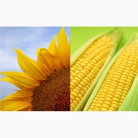 Гибридные Семена подсолнечник и кукуруза (Pioneer, Singenta, Monsanto, Kws, NS)