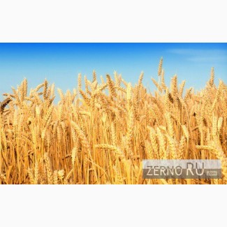 Тендер на закупку пшеницы 2 класса по ГОСТ Р52554-2006