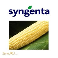 Семена кукурузы - гибриды Сингента (Syngenta - ипорт)