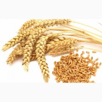Пшеница 3 класс, с клейковиной 23-26%. (продовольственная)