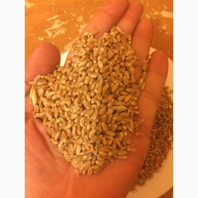 Фото 2. Пшеница 3 класс, с клейковиной 23-26%. (продовольственная)