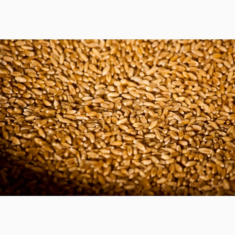 Фото 3. Пшеница 3 класс, с клейковиной 23-26%. (продовольственная)
