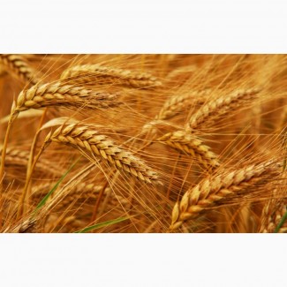 Закупаем пшеницу фуражную, влажную и др