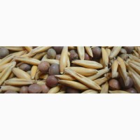 Закупаем семена вико-овсяная смесь от 60 тонн
