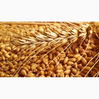 Пшеница яровая Гранни - семена