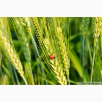 Пшеница яровая Воронежская 12 - семена